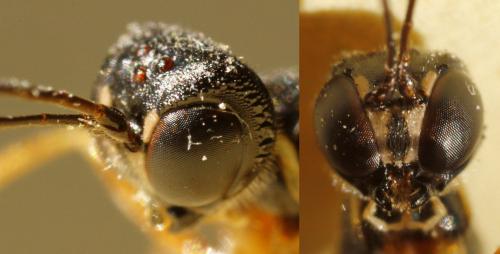 Neoxorides nitens